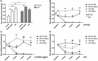 Differential Impact of miR-21 on Pain and Associated Affective and Cognitive Behavior after Spared Nerve Injury in B7-H1 ko Mouse